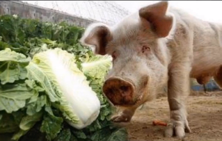 抖音猪看着白菜的表情包图片分享